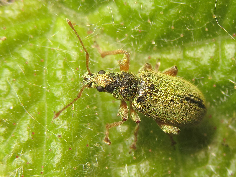 Curculionidae: Polydrusus (?) tre